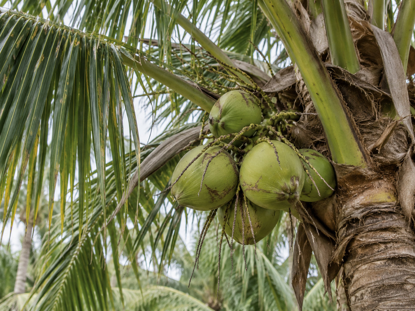 Kokosovník a kokosový olej – prirodzený botanický detail