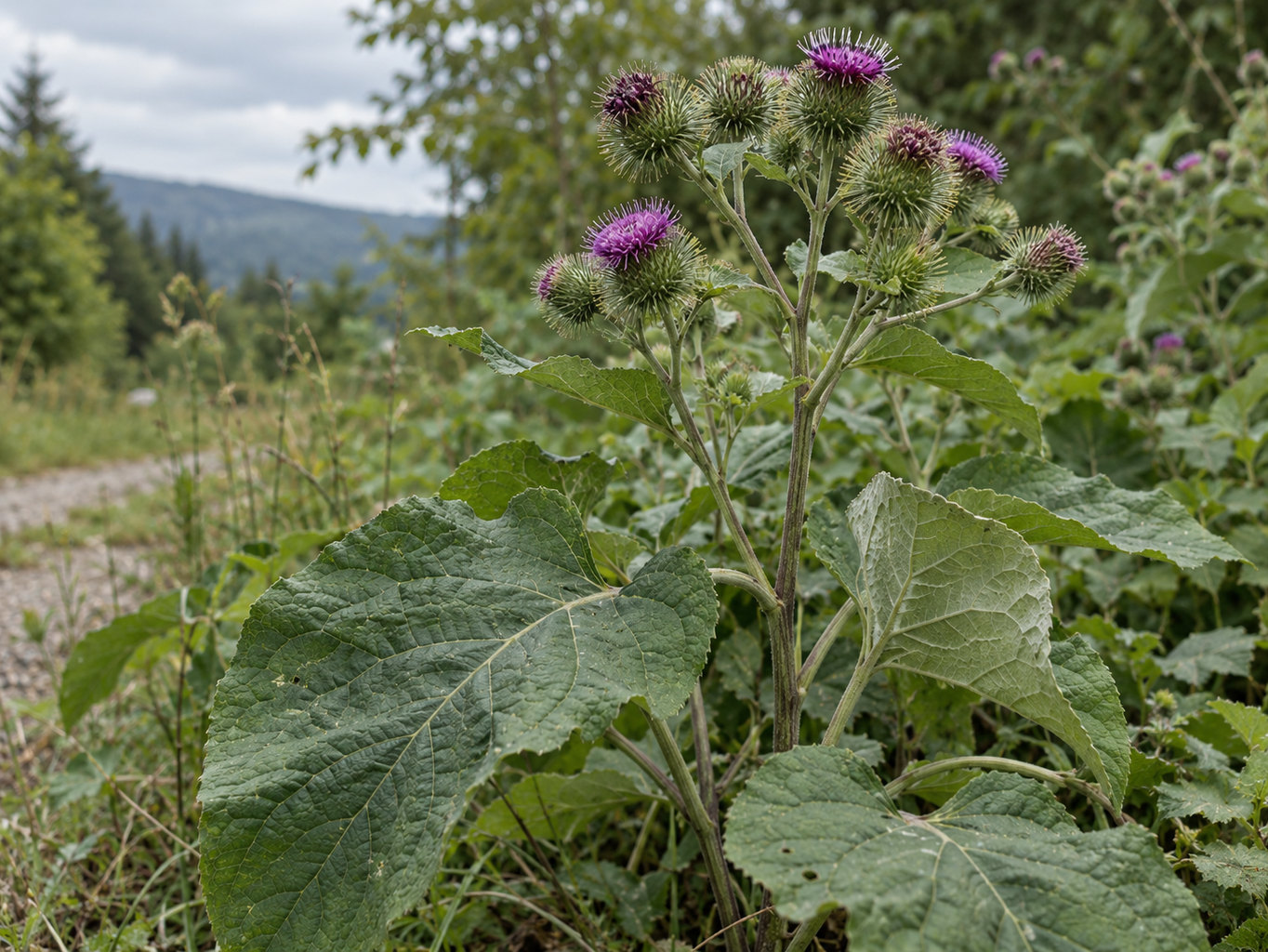 Lopúch väčší – prirodzený botanický detail
