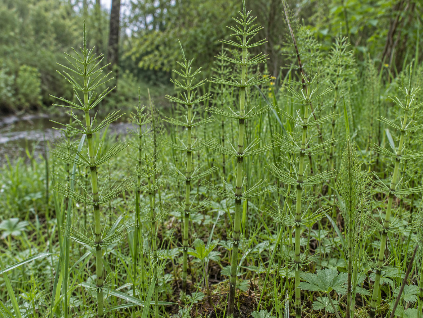 Praslička roľná – botanická fotografia