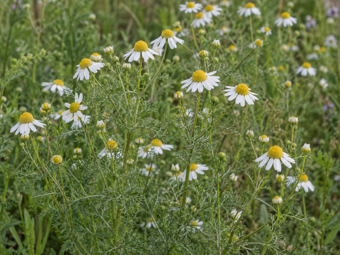 Rumanček kamilkový – prirodzený botanický detail