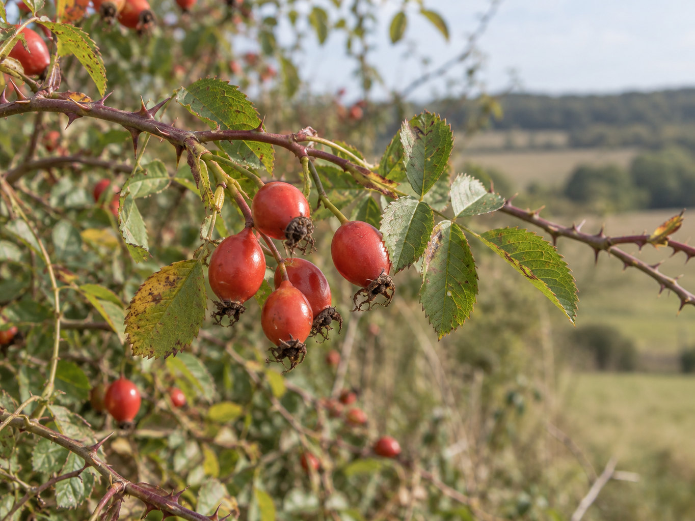 Ruža šípová a šípkový olej – prirodzený botanický detail