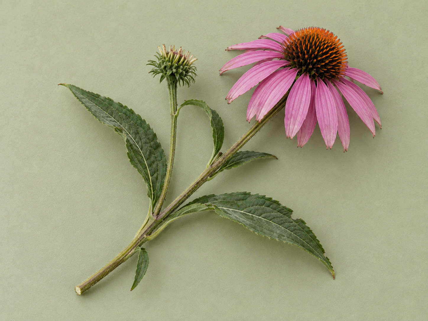Botanická štúdia: Echinacea purpurová