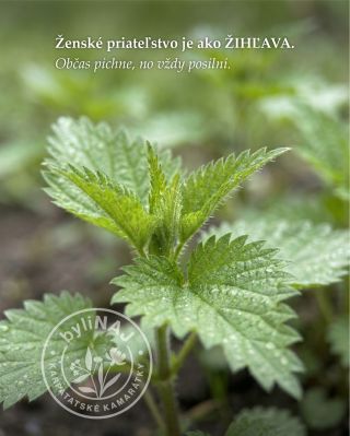 🌿Ženské priateľstvo je ako žihľava – občas vie pichnúť, no práve vďaka tomu nás robí silnejšími 💚 Nie vždy je to len jemné...