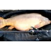 Kaprové pruty Sportex Beyond Carp 2-díl (Variant 396cm / 3,75lbs)