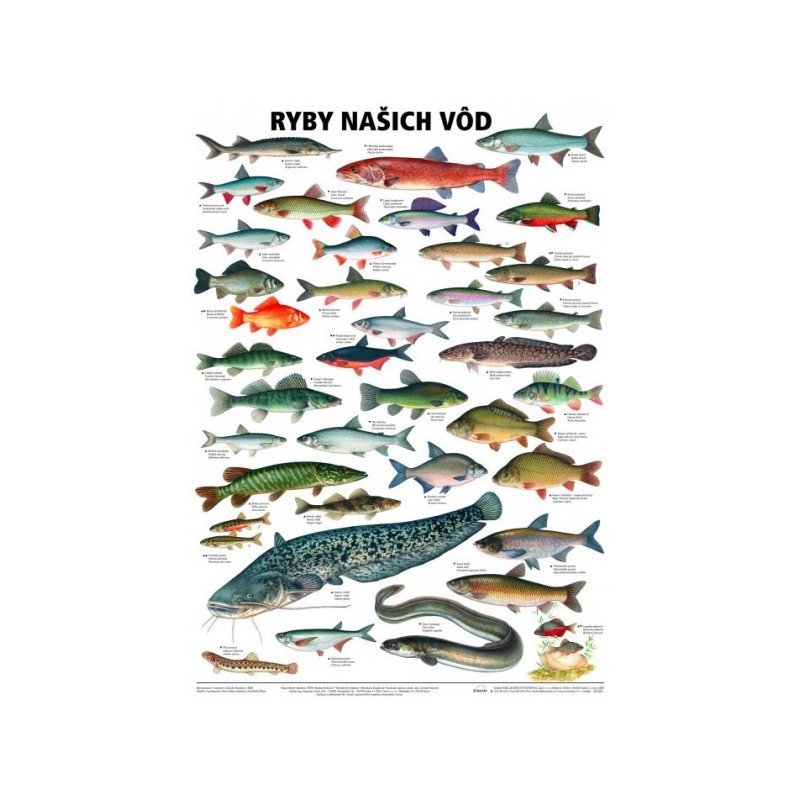 Ryby našich vod