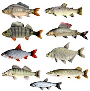 Ryby našich vod