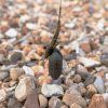 AVID CARP Shock Lead (Gramáž 56 g)