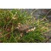KORUM Camo Window Feeder (Gramáž 20 g)