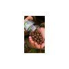 Nikl Rozpustné boilies Rape Cloud 250ml