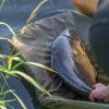 10376 4 avid carp podlozka revolve folding flat mat 4