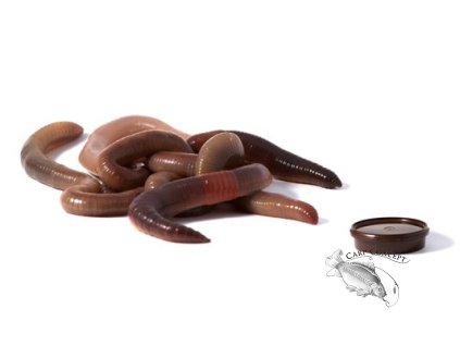 Kanadská rousnice - 50ks navolno - pytel/box