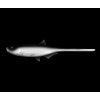Screenshot 2025 06 05 at 09 29 18 LIBRA LURES Bleak Slug Tail 8 2 21cm – White 001 Oukrofishing