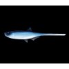 Screenshot 2025 06 05 at 09 44 46 LIBRA LURES Bleak Slug Tail 8 2 21cm – Blue Whitefish 003 Oukrofishing