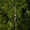 246 7 vagner origin v belly s up 300 catfish rod 08