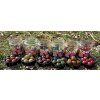 MasterCarp boilies v dipu 20 mm 2026 023 nahled