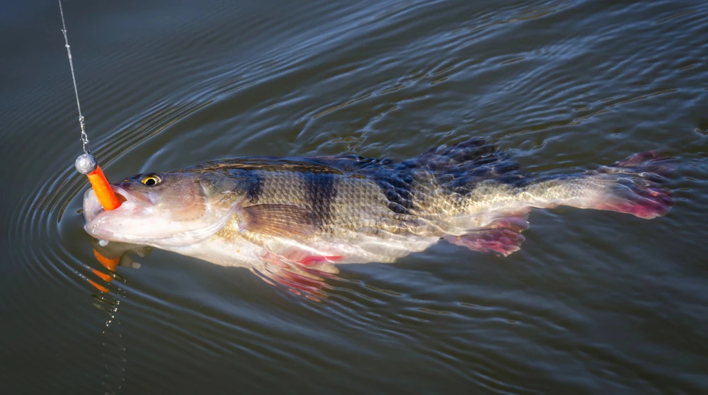 Carpdreams.sk