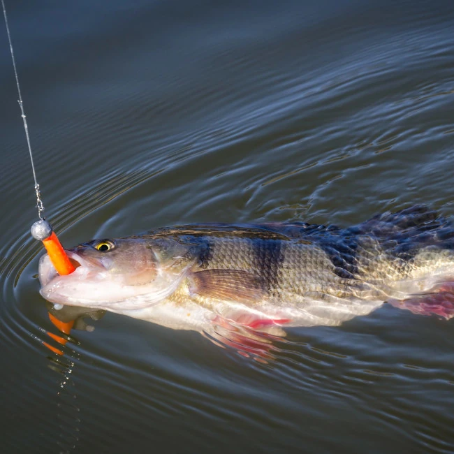 Carpdreams.sk