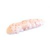 fishiup Pupa white 1