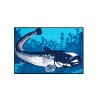 45823 delphin rohoz catchme sumec 60x40cm