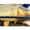 Kaprové pruty Sportex Catapult CS-3 Carp 2-díl (Variant 366cm / 2,75lbs)
