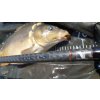 Kaprové pruty SPORTEX Invictus Carp, 2 díl (Variant 366cm / 2,75lbs)
