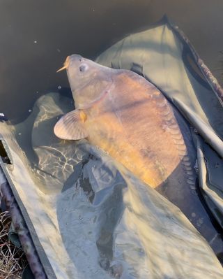 Konečně jsem se dočkal po delší pauze a mohl jsem opět vyrazit k vodě. S sebou mi nemohl chybět Mr. Krill a Scopex/Squid,...
