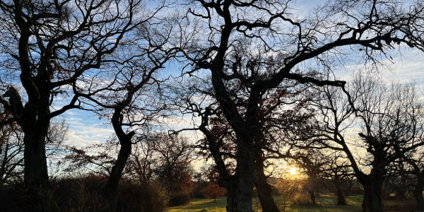 Panónsky háj Gavurky