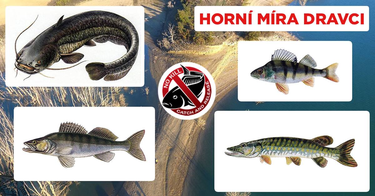 Je reálné zavést v ČRS horní míru dravců?