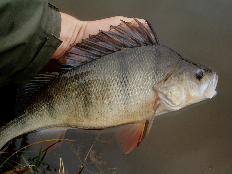 Horní míra dravých ryb