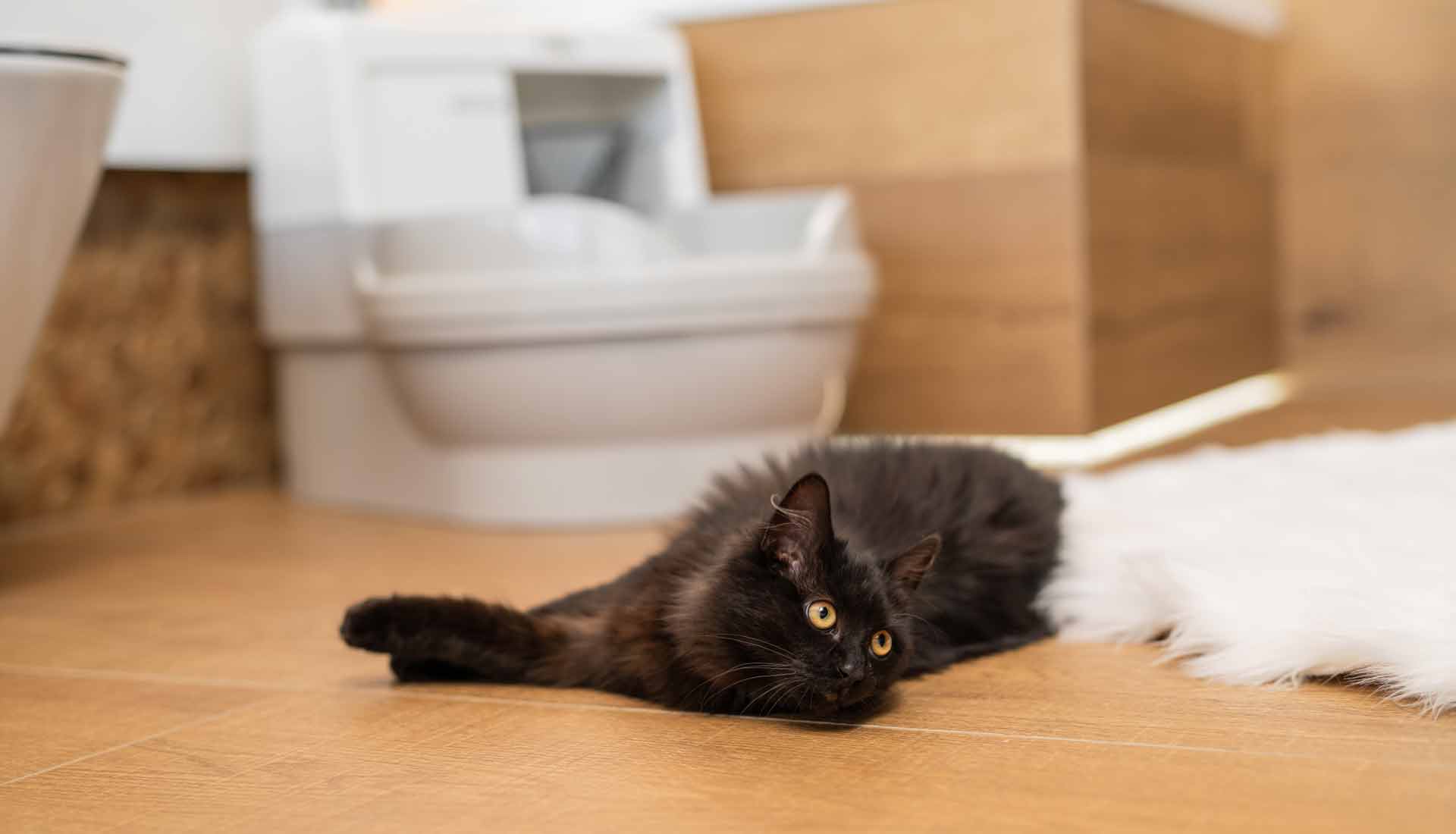 CatGenie SelfWashing, SelfFlushing Cat Litter Box