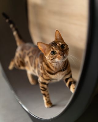 Ten výraz 😼 Když běží… a ještě si u toho hlídá, jestli se díváte. „Jo, vidíš to správně. Jedu. A můžu ještě rychleji.“...