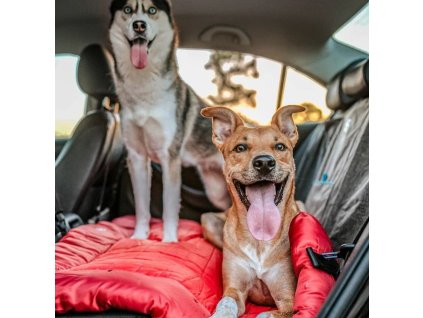 loft bed RD LS 2 dogs in car 1x1 34bfe40e 57e9 4723 a774 609a51b158e7 210120251443525216