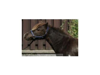 Ohlávka kožená COLOR