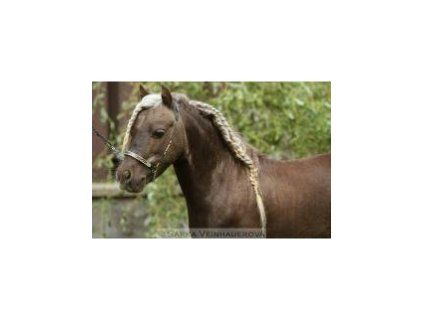 Předváděcí ohlávka SHOW