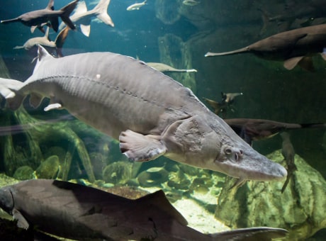 Beluga caviar, explained