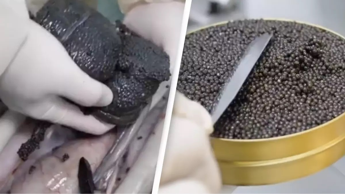The Art of making Caviar