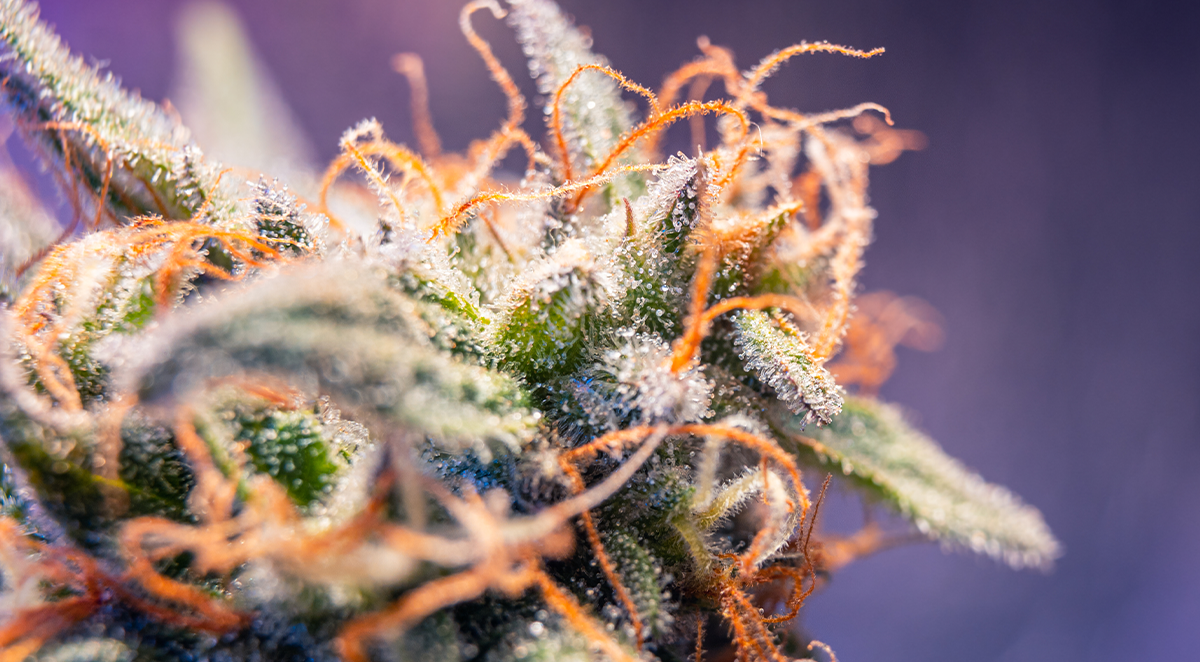 Terpeny a flavonoidy