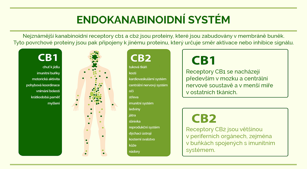 endokanabinoidní-system_mapa_2