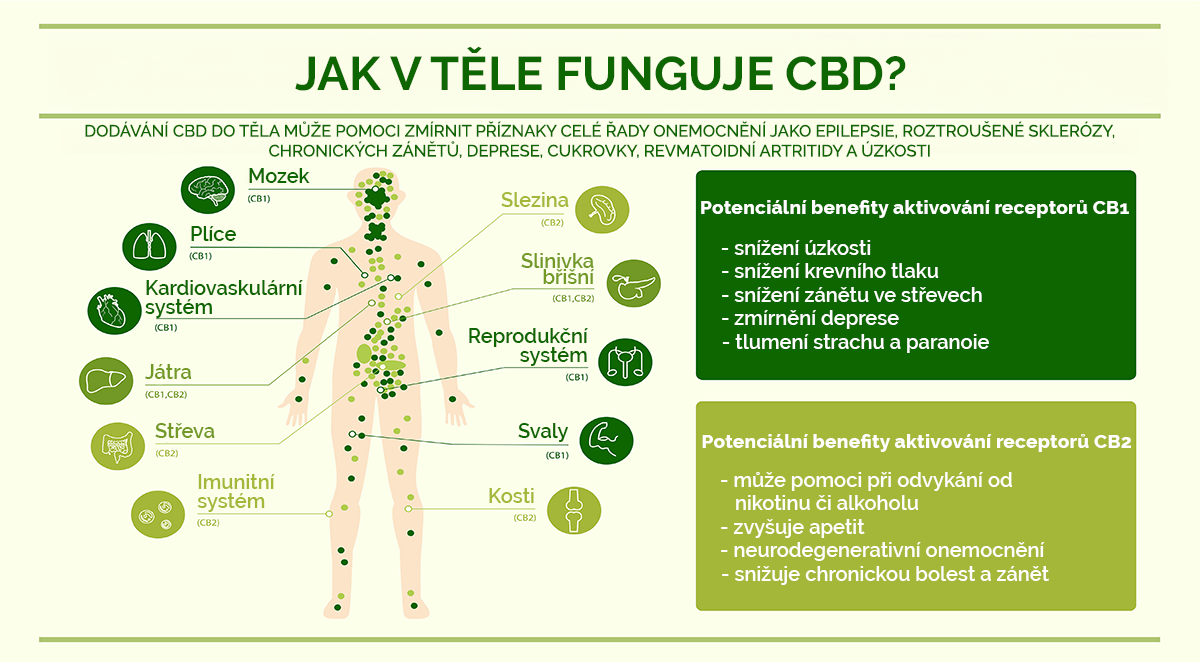 jak-funguje-cbd_mapa_final