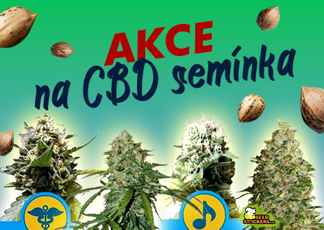 akce cbd semena