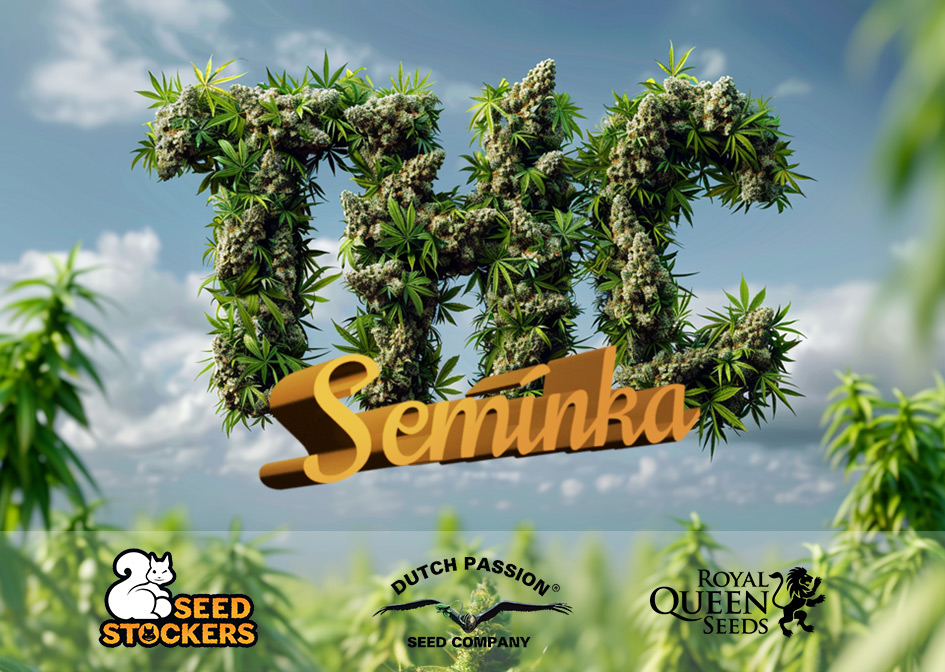 THC Semínka