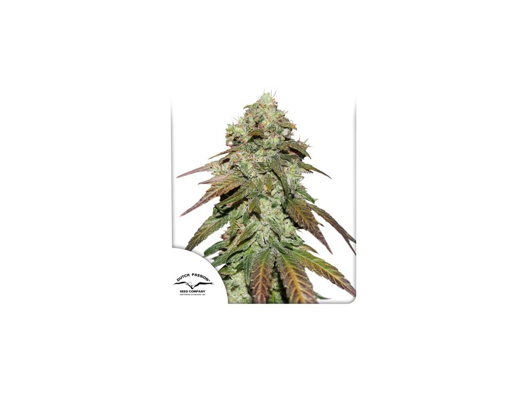 cbd mazar