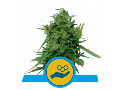 cbd seminka solomatic.png