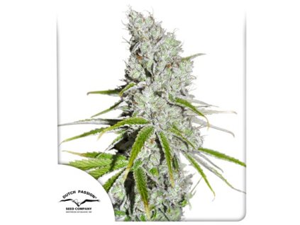 cbd skunk haze dutch passon semena