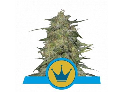 cbd seminka royal highness.png