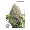 semena konopi dutch passion cbd charlotte’s angel ® feminizovane 3 5 a 10 ks[1]