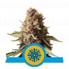 cbd seminka euphoria.png