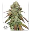 cbd mazar