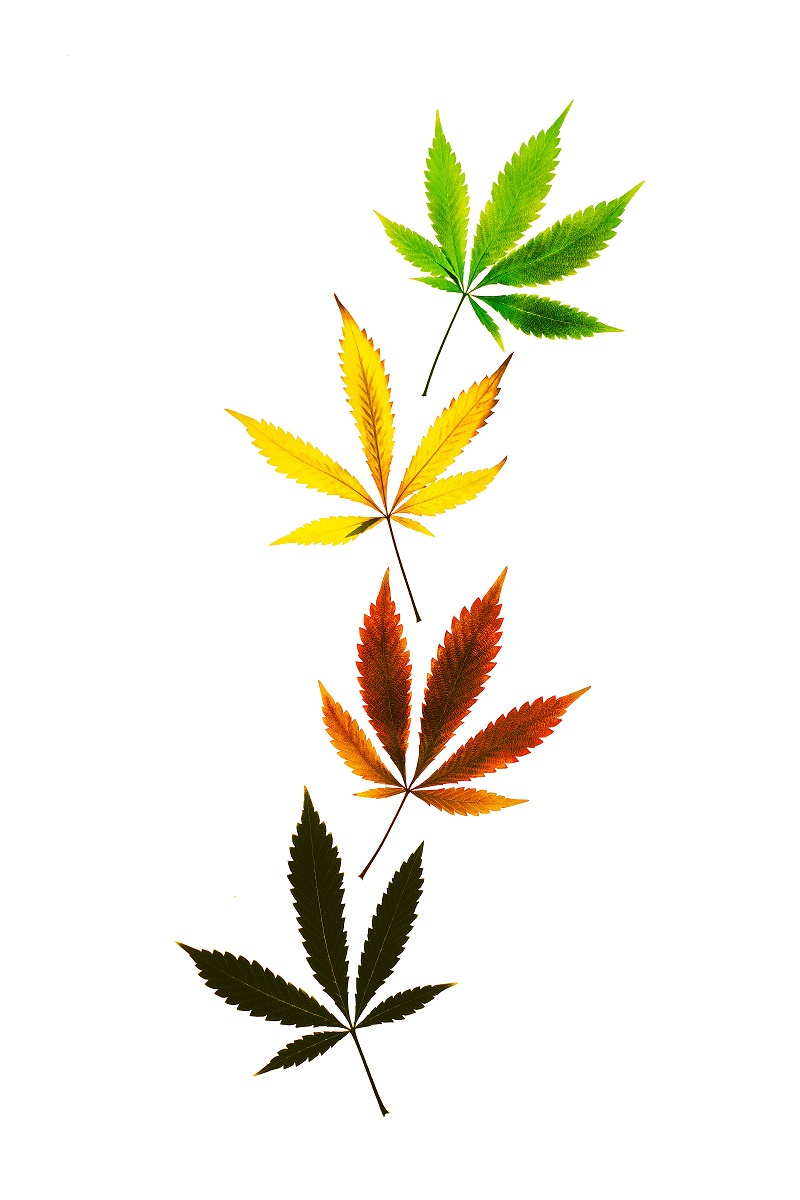 vertical-shot-colored-marijuana-leaves-vertical-line-isolated-white-background