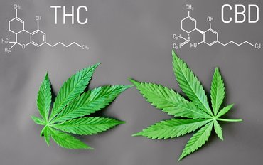 Jaký je rozdíl mezi CBD a THC?